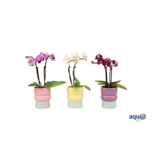 Nova Mix Tiny Dolls Mix 2T10+ Aqu@