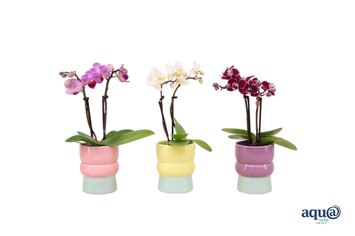 <h4>Nova Mix Tiny Dolls Mix 2T10+ Aqu@</h4>