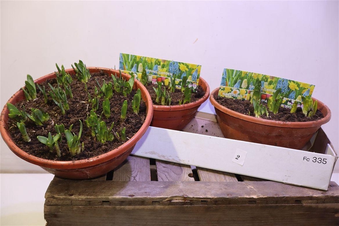 <h4>arr8 Narc O Tete A Tete</h4>