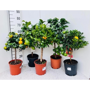 Citrus Mixed 2-3 Var. on stem