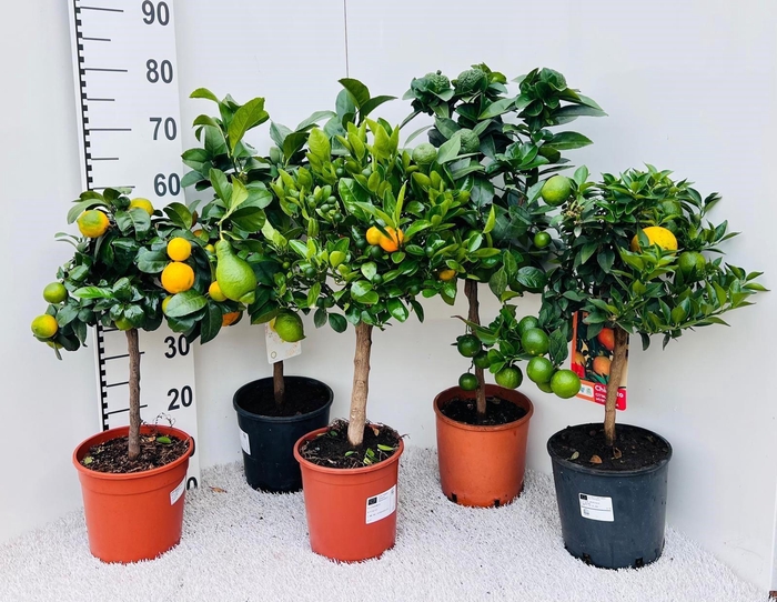<h4>Citrus Mixed 2-3 Var. on stem</h4>