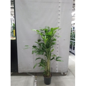 Caryota mitis