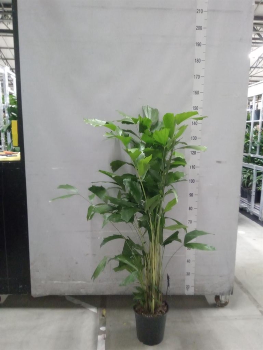 <h4>Caryota mitis</h4>