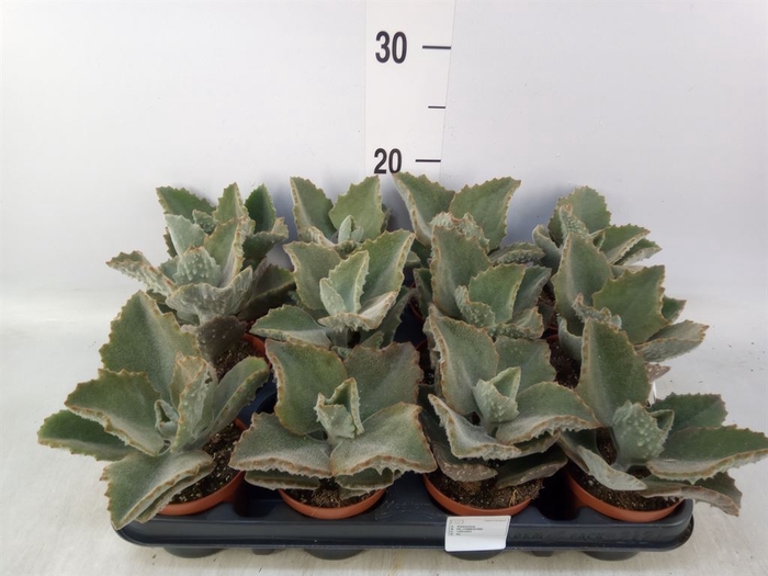 <h4>Kalanchoe NF beharensis</h4>