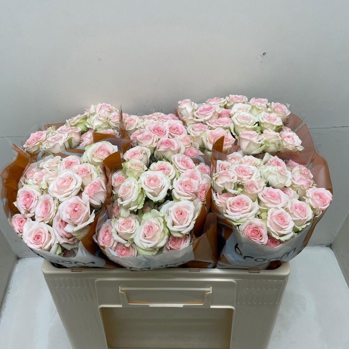 <h4>Rosa TR 'Happy Wedding' BRAAM</h4>