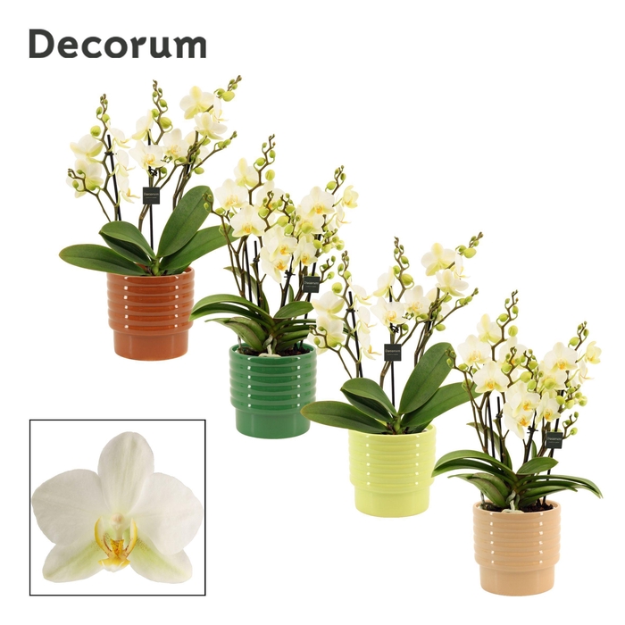 <h4>Phalaenopsis dazzling Lausanne 3-4 tak in Naemi (Natural bubble-</h4>