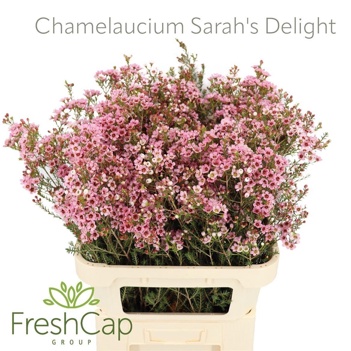 <h4>CHAMELAUCIUM  'SARAHS DELIGHT'</h4>