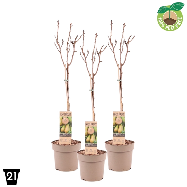 <h4>Pyrus communis Patiobomen ‘Doyenne du comice’, 100% Fruit, P21</h4>