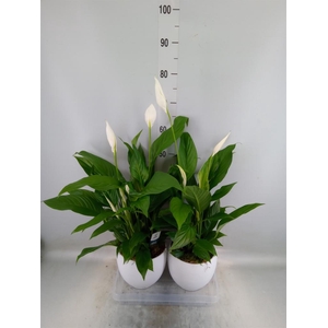 Spathiphyllum  'Bingo Cupido'