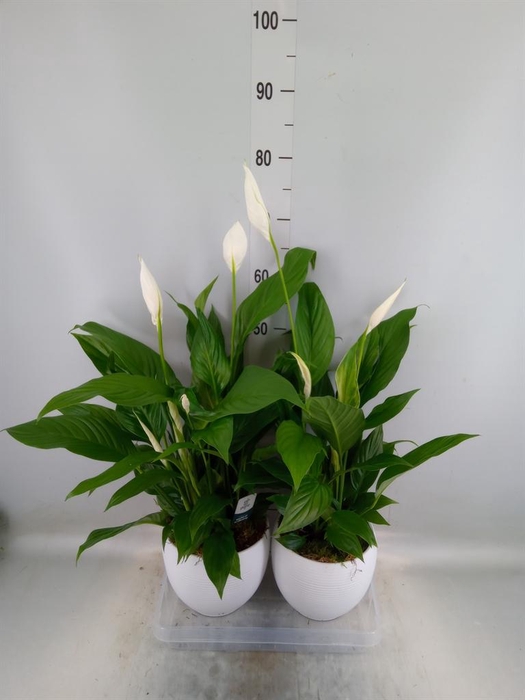 <h4>Spathiphyllum 'Bingo Cupido'</h4>