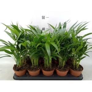 Dypsis lutescens   ...Chrysalidoca