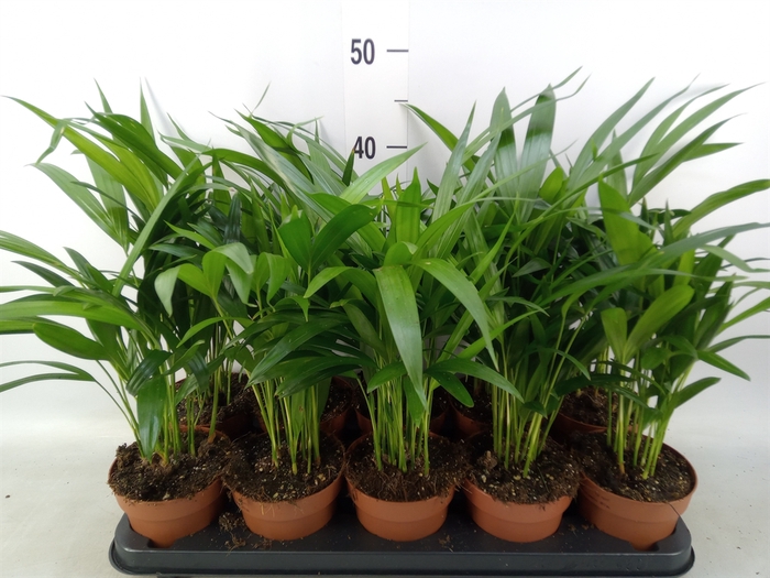 <h4>Dypsis lutescens   ...Chrysalidoca</h4>
