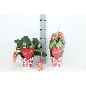 Potcover Candy 3 knop (Medinilla 1 etage)