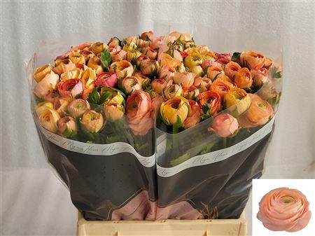 <h4>Ran El Salmon</h4>