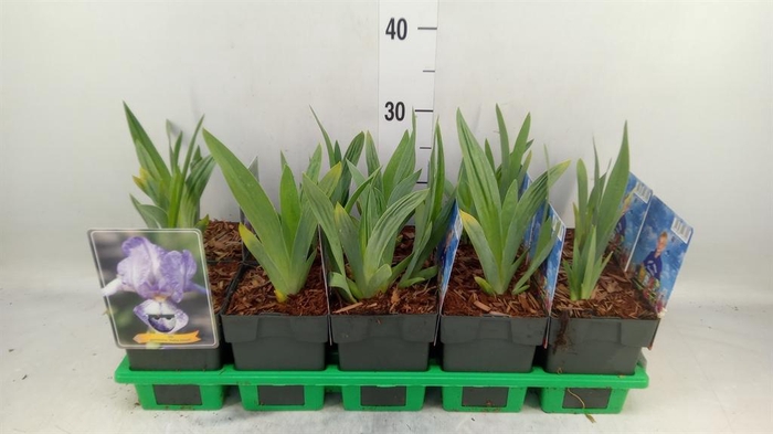 <h4>Iris germanica</h4>