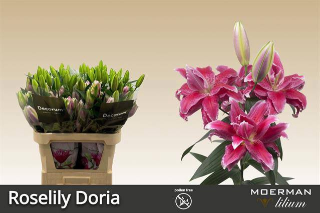 <h4>LI OR DU RL DORIA</h4>