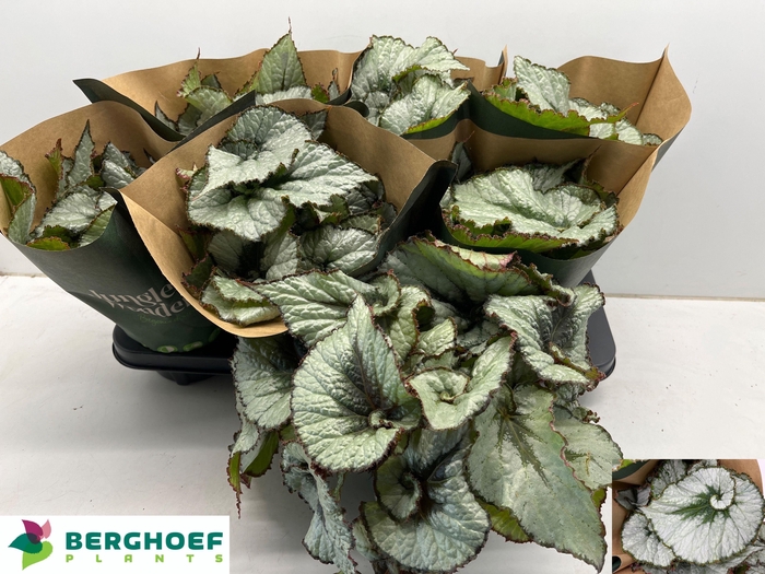 <h4>BEG REX ESCARGOT</h4>