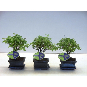 Sageretia theezans, 12cm., broom, with drip tray