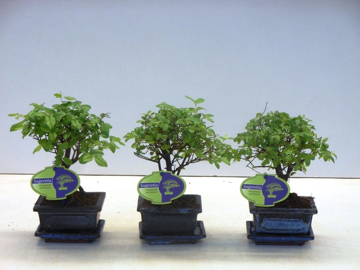 <h4>Sageretia theezans, 12cm., broom, without drip tray</h4>