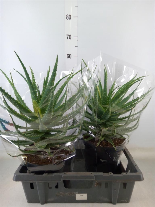 <h4>Aloe arborescens</h4>