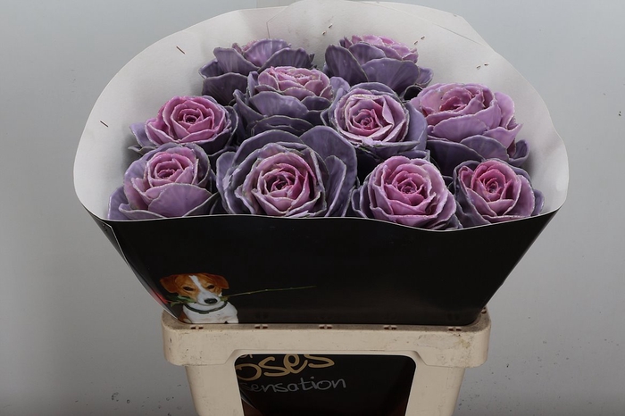 <h4>Brassica Wx (ex) Milka</h4>