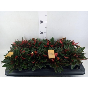 Peperomia caperata 'Rosso'
