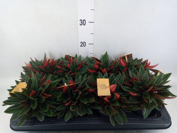 <h4>Peperomia caperata 'Rosso'</h4>
