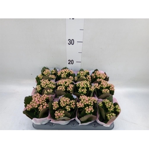 Kalanchoe  'RoseFlow Harlow'