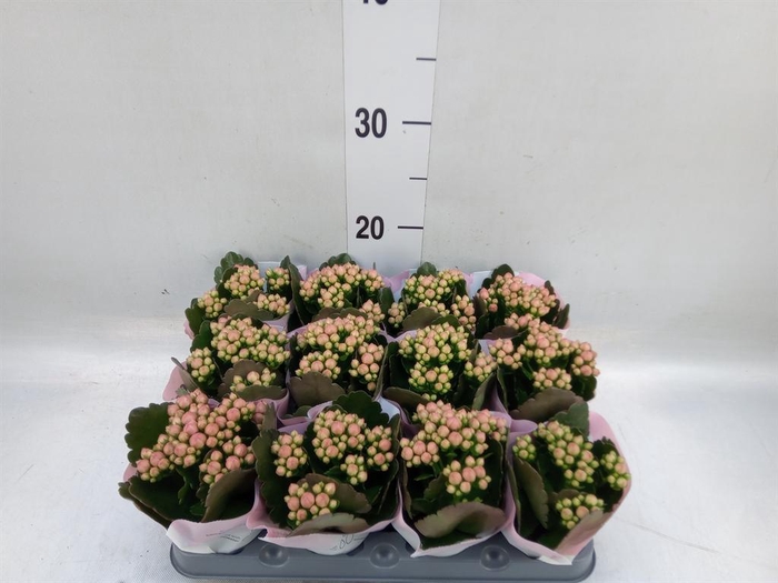 <h4>Kalanchoe  'RoseFlow Harlow'</h4>