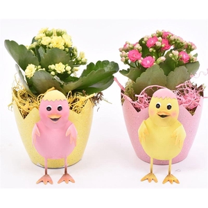 Zink ei met kip 10-12cm