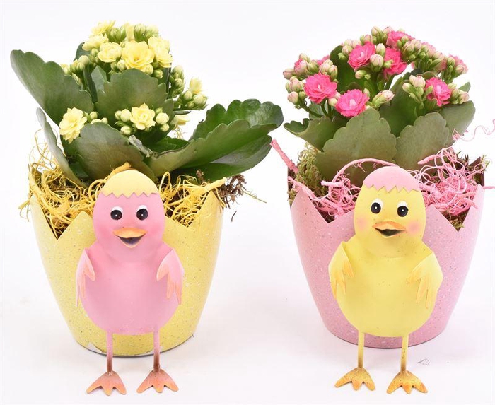 <h4>Zink ei met kip 10-12cm</h4>