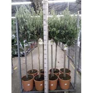 Olea europaea