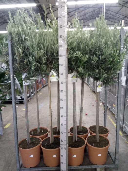 <h4>Olea europaea</h4>