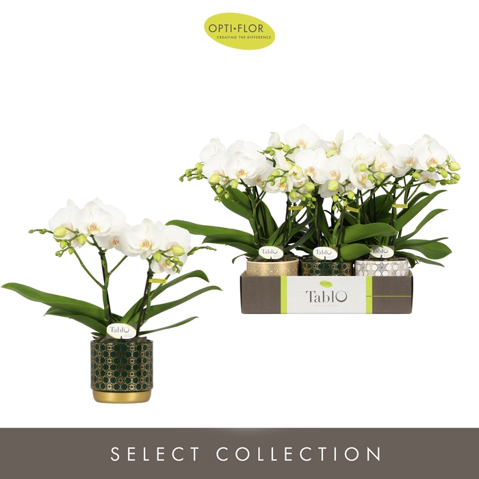Phalaenopsis Tablo Champagne 12Ø 40cm 2st 25fl
