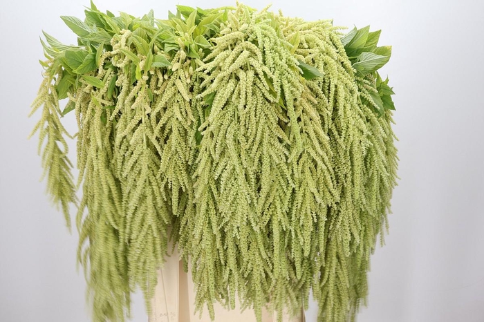 <h4>Amaranthus caudatus 'Viridis'</h4>