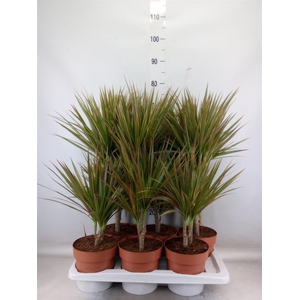 Dracaena marg. 'Bicolor'