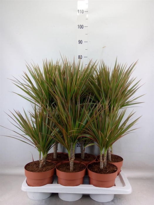 <h4>Dracaena marg. 'Bicolor'</h4>