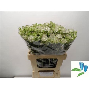 Astrantia Shaggy