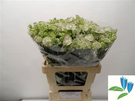 <h4>Astrantia Shaggy</h4>
