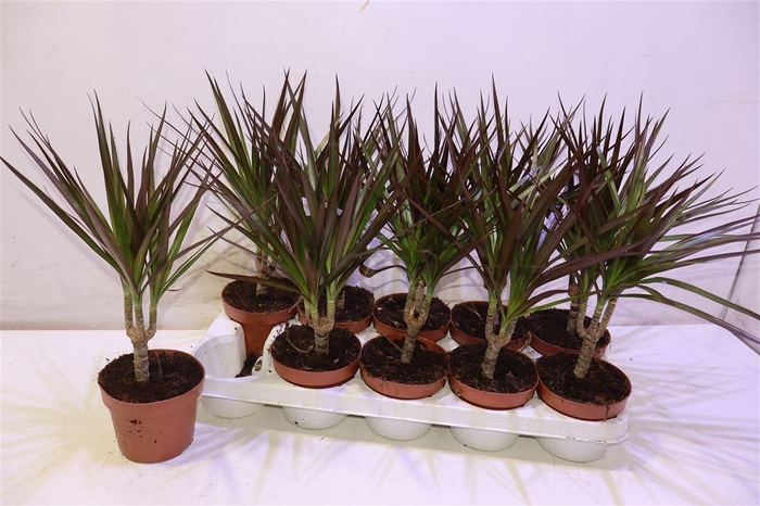 <h4>Dra Marg Magenta</h4>