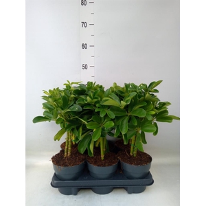 Schefflera arbor.   ...