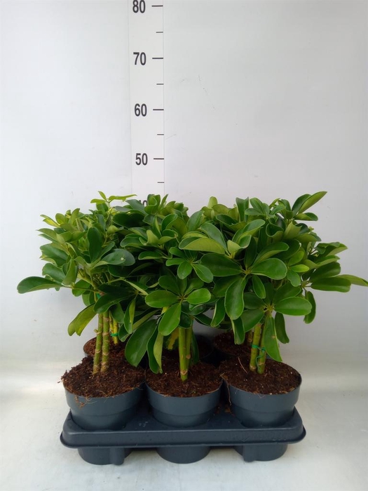 <h4>Schefflera arbor.   ...</h4>