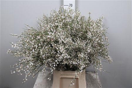 <h4>Ginster White Per Bunch</h4>