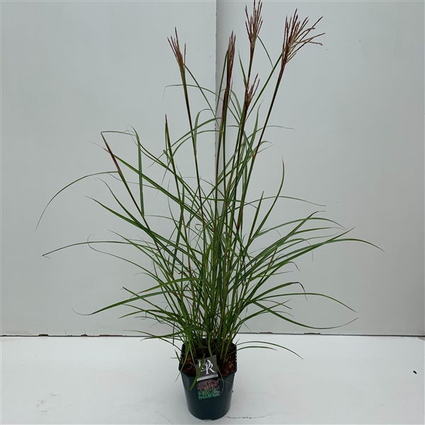 <h4>Graminées Miscanthus 'Ferner Osten'</h4>