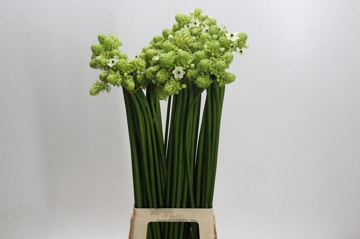 <h4>Ornithogalum saundersiae</h4>