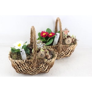 arr4 Primula PL - Hengselmand 285/4