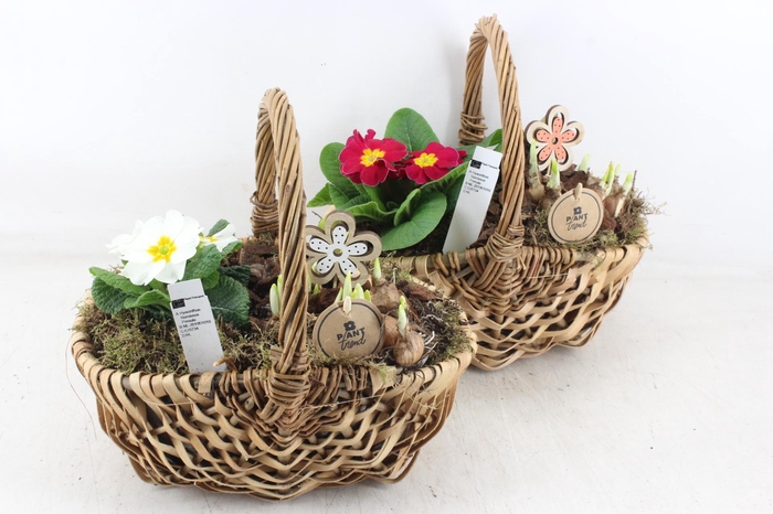 <h4>arr4 Primula PL - Hengselmand 285/4</h4>