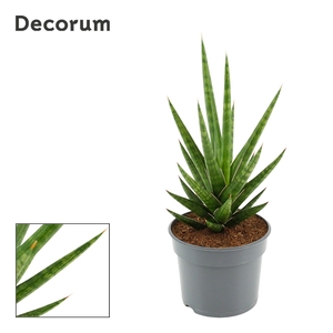 Sansevieria Francisii 9 cm (Decorum)
