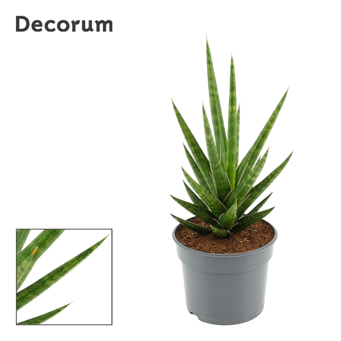 <h4>Sansevieria Francisii 9 cm (Decorum)</h4>