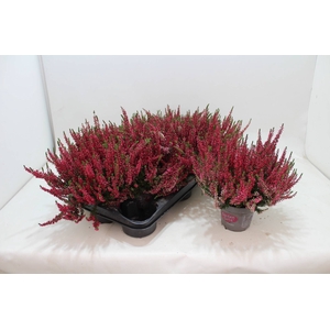 Calluna vulg. red